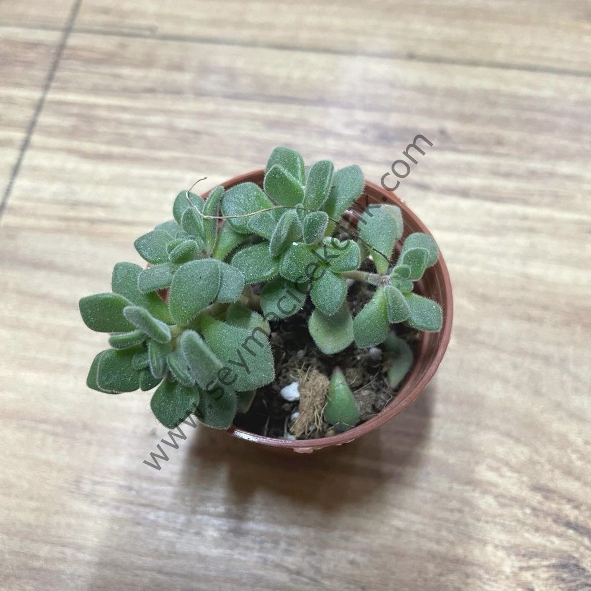 Aeonium Lindleyii 5,5 cm lik saksıda