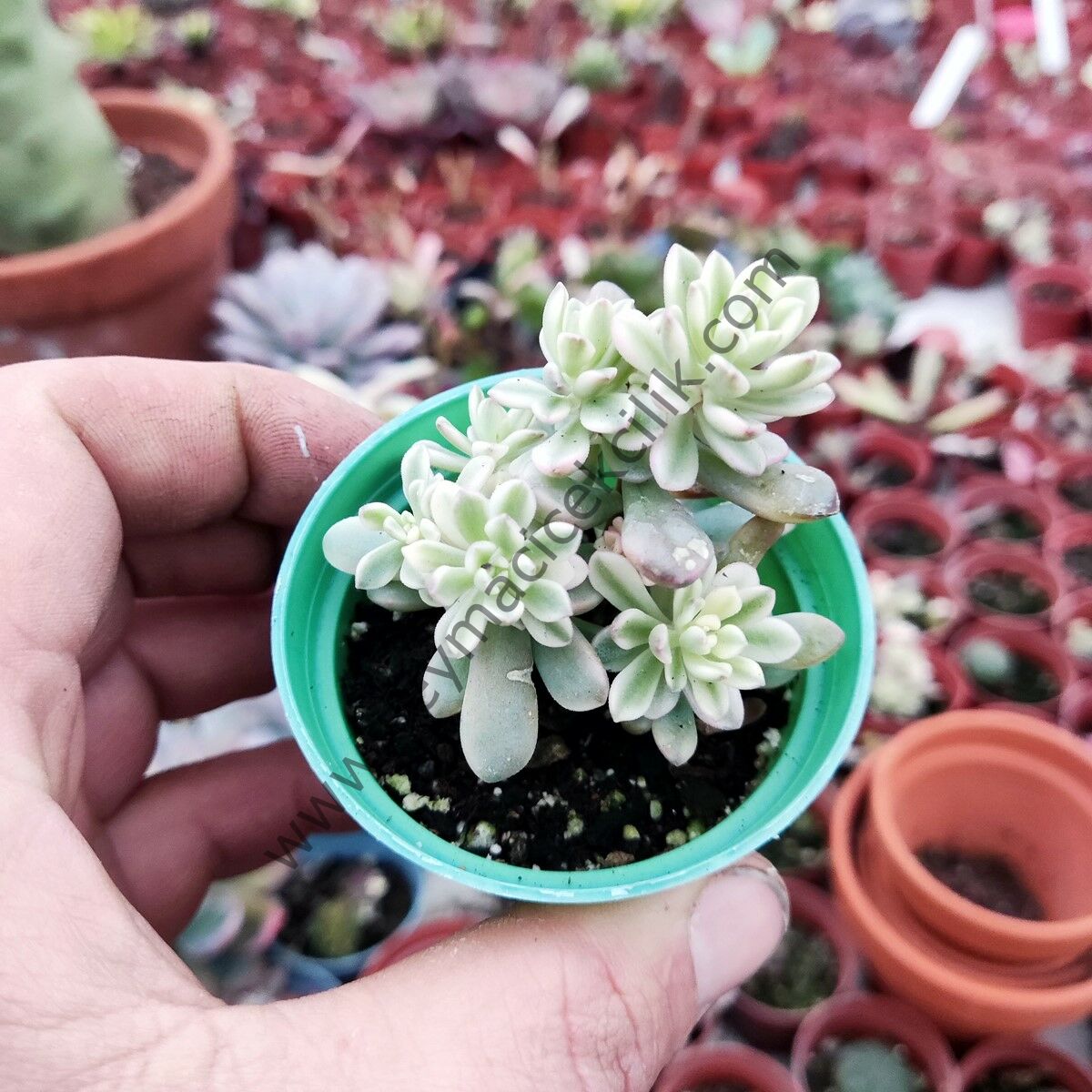 Sedum Joyce tulloch Variegated 5.5 cm lik saksıda