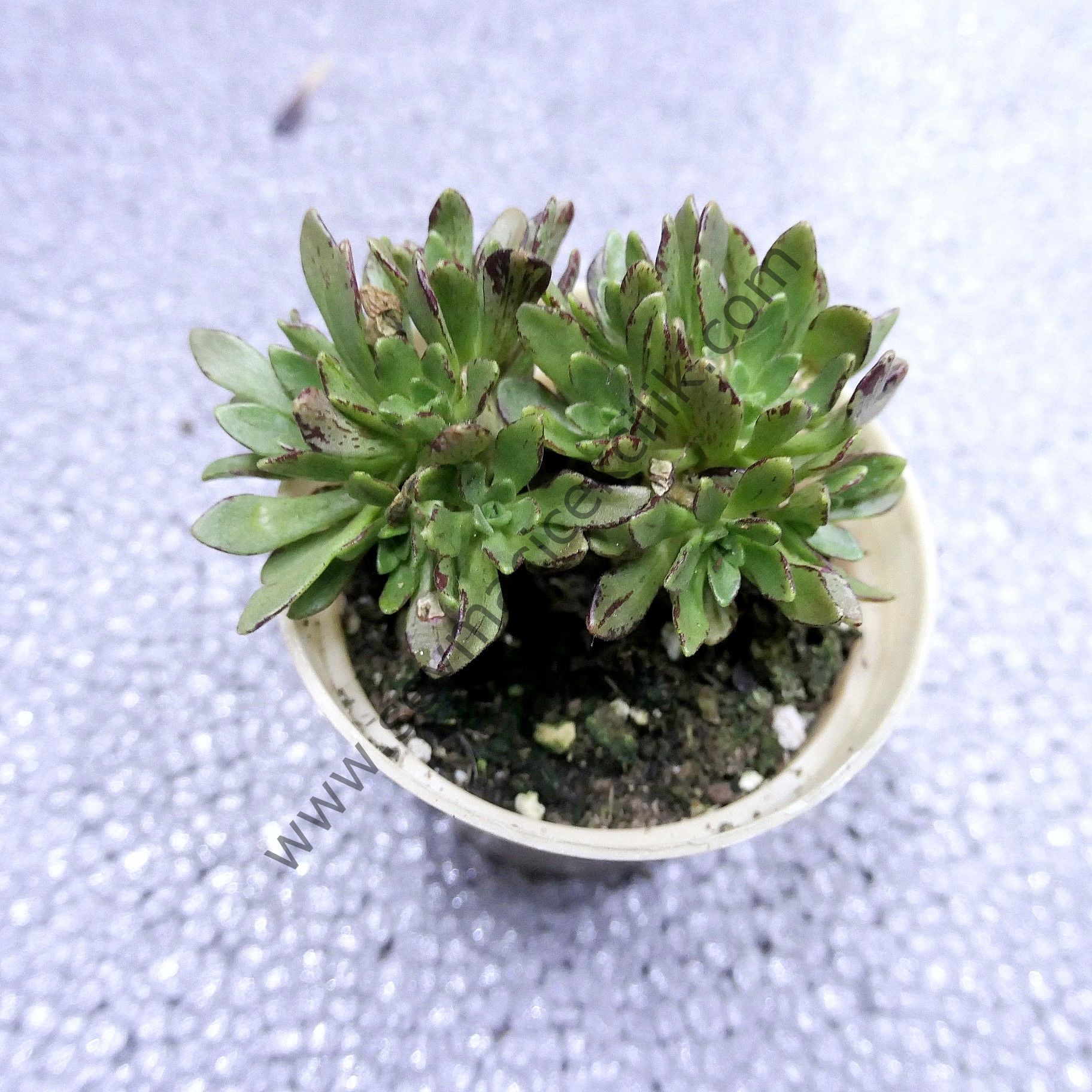 Aeonium Sedifolium 6,7 cm lik saksıda