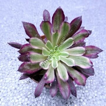 Aeonium Mardi Grass 6,7 cm lik saksıda