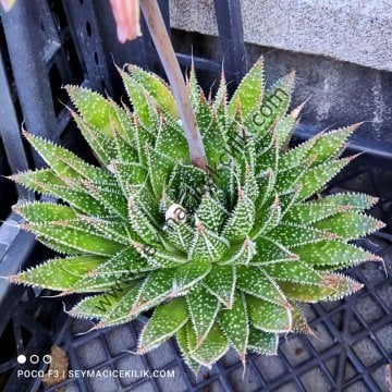 Aloe  ssp 12 cm lik saksıda- Ücretsiz kargo