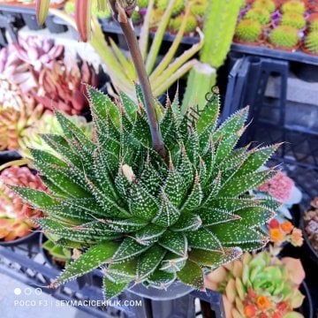 Aloe  ssp 12 cm lik saksıda- Ücretsiz kargo