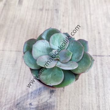 Echeveria Suyon 5,5 cm lik saksıda