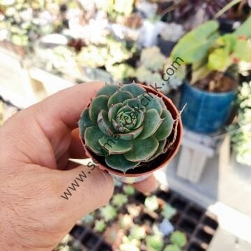 Echeveria German Longissima