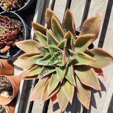 Echeveria Mexicana 12 cm