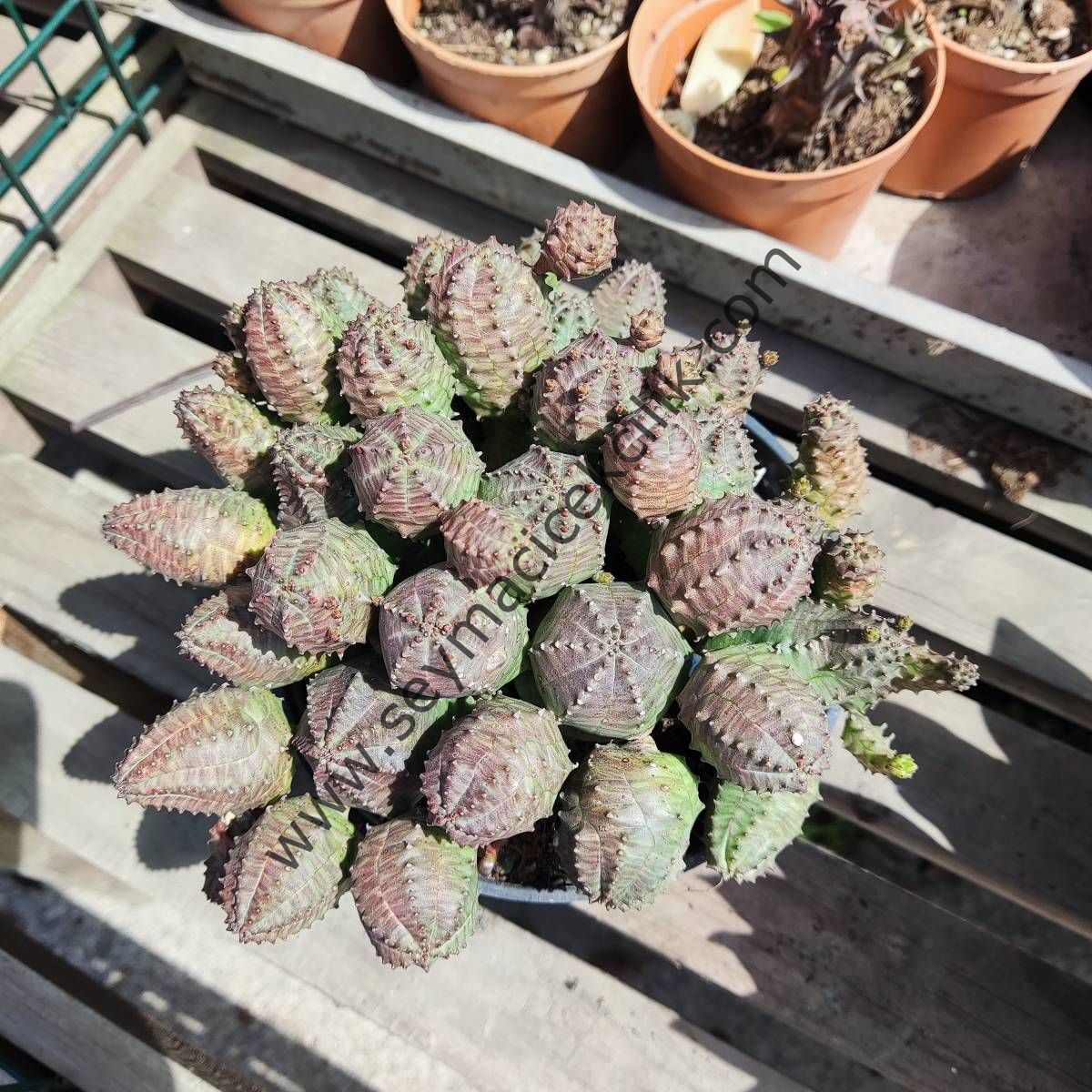 Euphorbia Pseudoglobosa 12 cm