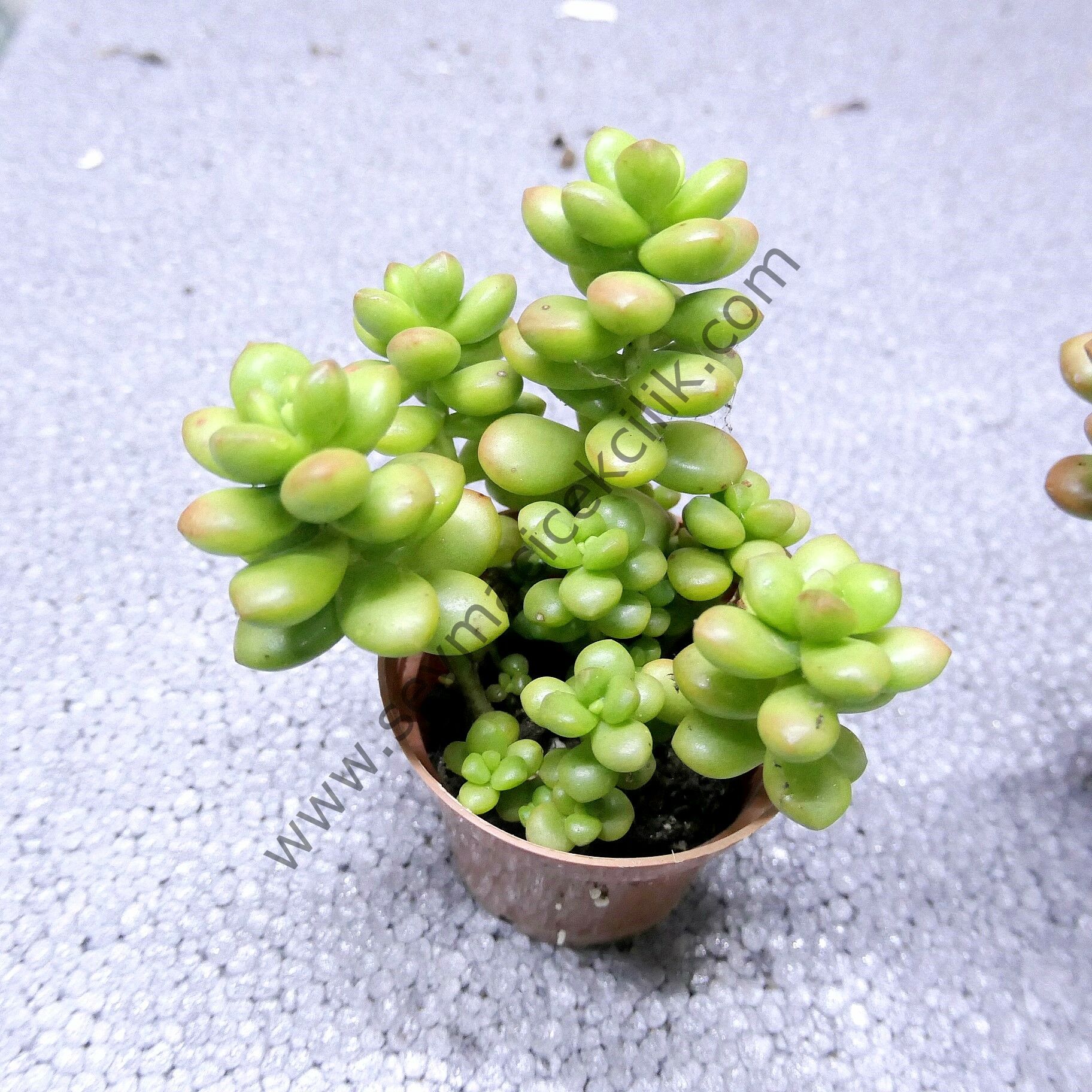 Sedum Lucıdum Obesum 6.7 cm lik saksıda