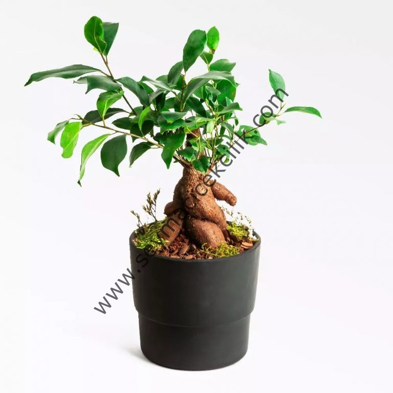 Bonsai- Ficus