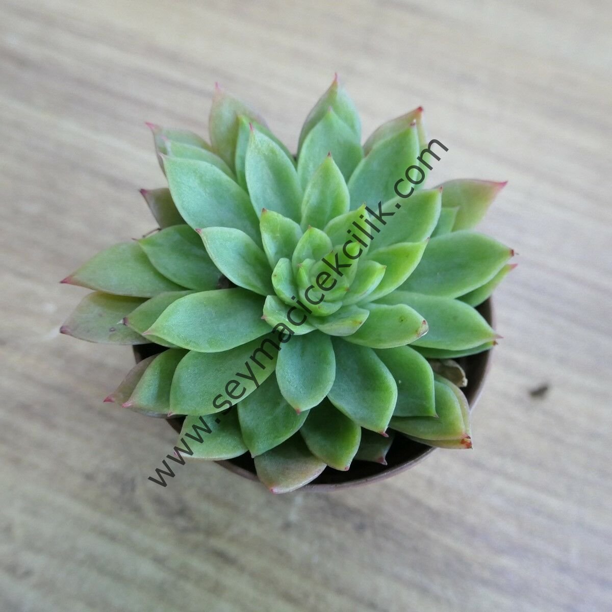 Echeveria sp