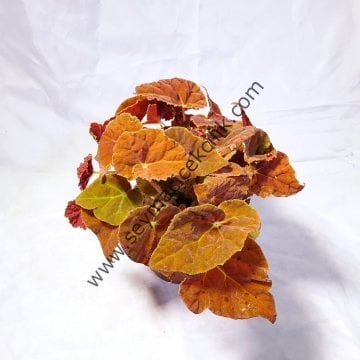 Begonia Rex 'Autumn Ember'