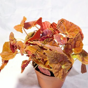 Begonia Rex 'Autumn Ember'