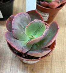 Echeveria Suyon 6.7 cm lik saksıda