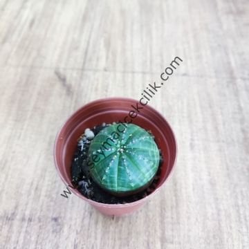 Euphorbia Obesa 5,5 cm saksıda