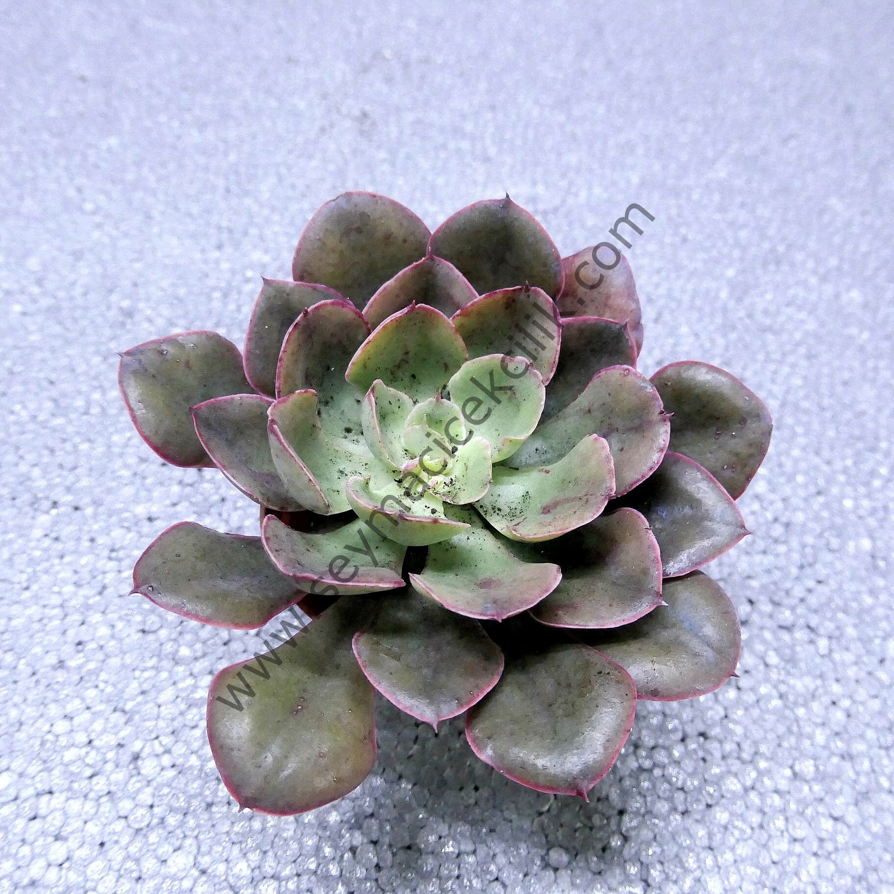 Echeveria Painted Frills 6.7 cm lik saksıda