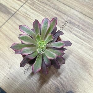 Aeonium Mardi Grass 5.5 cm lik saksıda