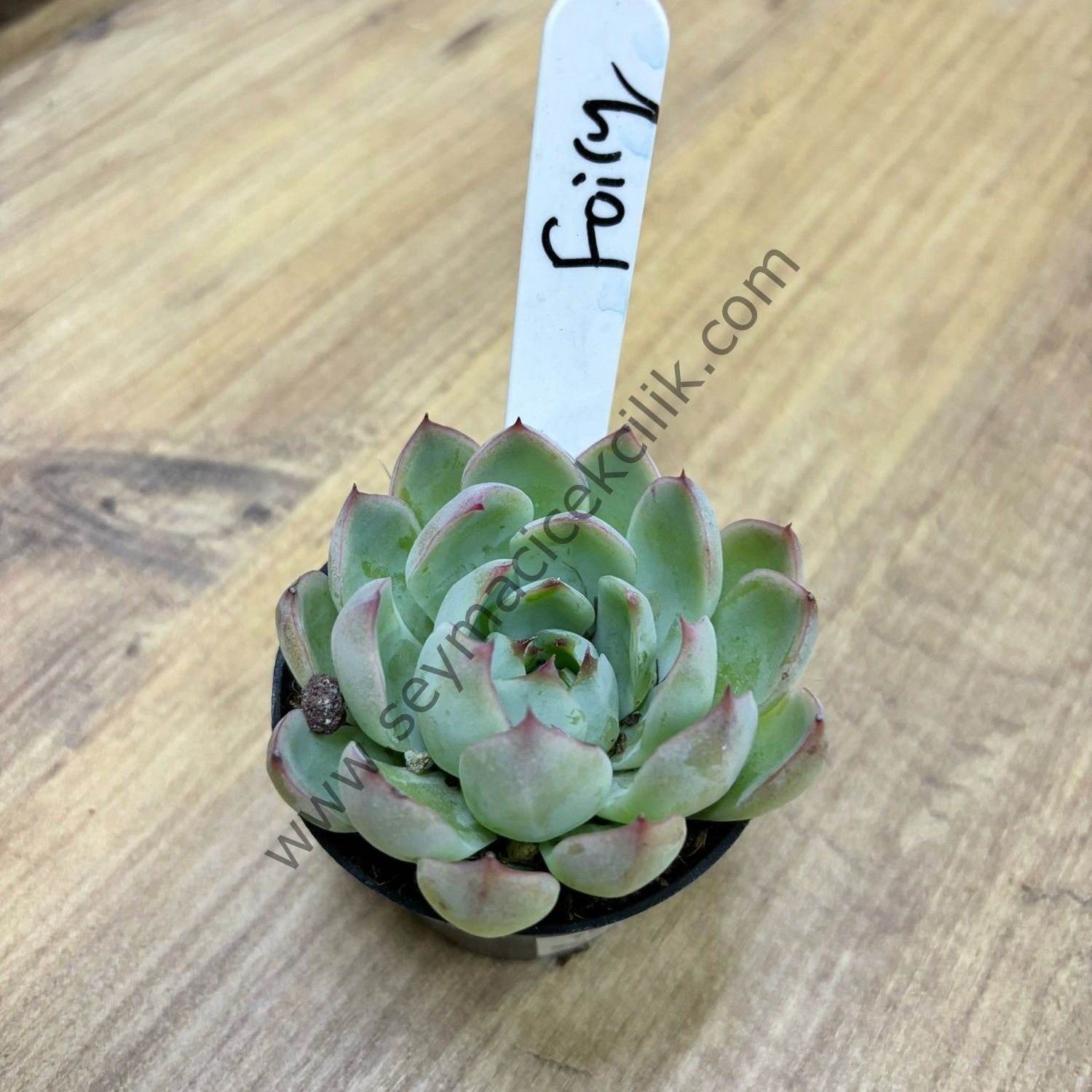 Echeveria Fairy 6,7 cm lik saksı