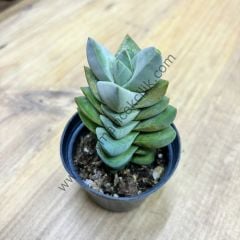 Crassula Moonglow 6.7cm lik saksıda