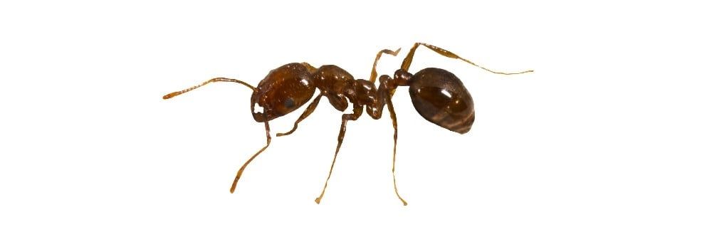 Arjantin Karınca Kontrolü: Arjantin Karıncalarından Nasıl Kurtulurum?