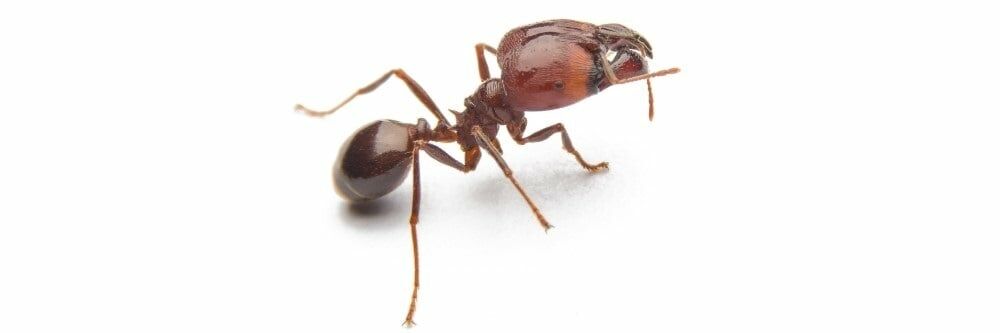  Koca Başlı Karıncalardan Nasıl Kurtulurum?