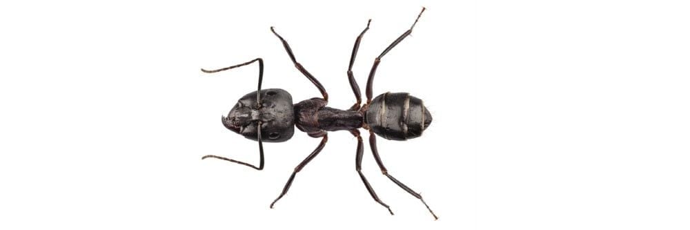 Marangoz Karınca Kontrolü: Marangoz Karıncalarından Nasıl Kurtulurum?