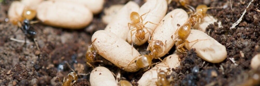 Limonotu Karınca Kontrolü: Limonotu Karıncalarından Nasıl Kurtulurum?