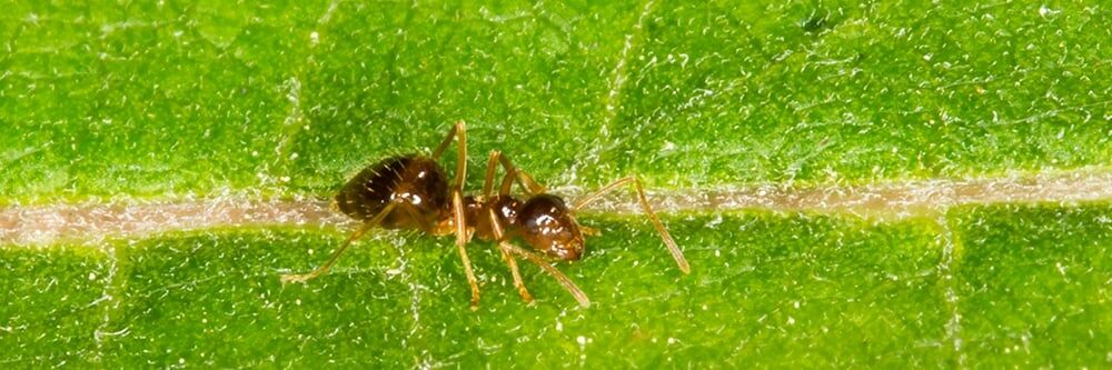 Çılgın Karınca Kontrolü: Çılgın Karıncalardan Nasıl Kurtulurum?