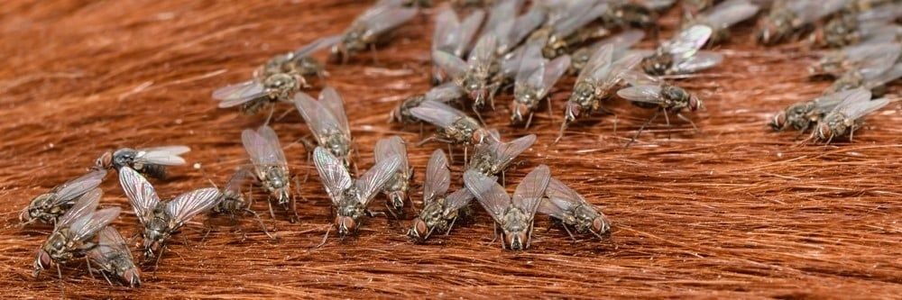 Boynuz Sineklerinden Nasıl Kurtulurum?