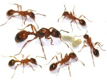 Karıncalardan Nasıl Kurtuluruz