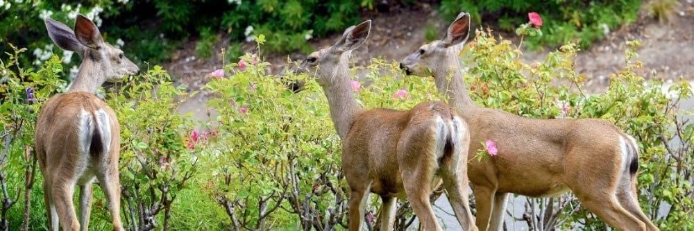 Yabani Geyiklerden Nasıl Kurtulurum ?