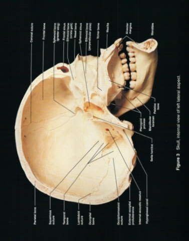 BRIEF ATLAS OF THE HUMAN BODY -SECOND EDITION