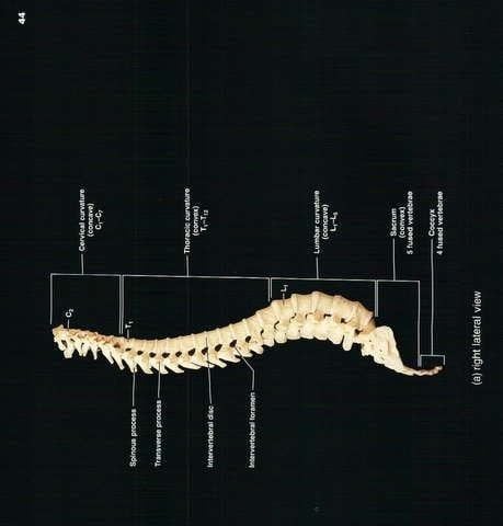 BRIEF ATLAS OF THE HUMAN BODY -SECOND EDITION