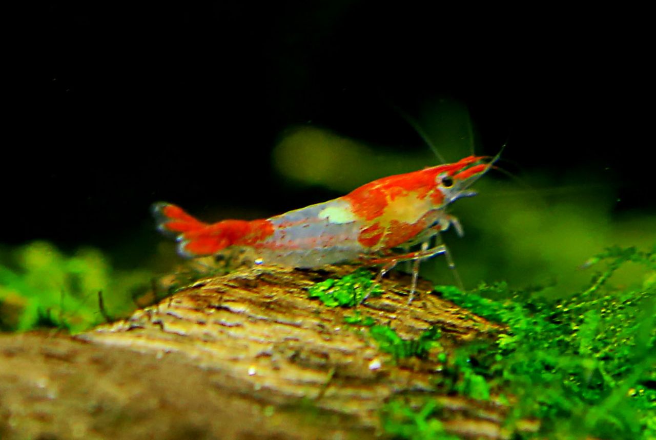 Red Rili Karides