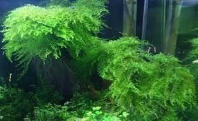 Taiwan Moss