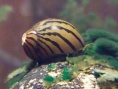 Zebra Nerite Salyangoz