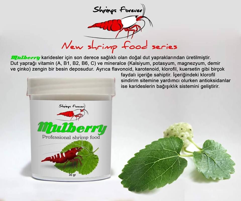 Mulberry