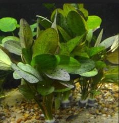 Echinodorus Ozelot Red 5 Kök