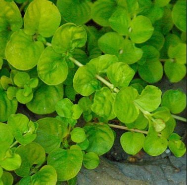 Lysimachia nummularia Green 10 Kök