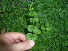 Lysimachia nummularia Green 10 Kök