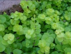 Lysimachia nummularia Green 10 Kök