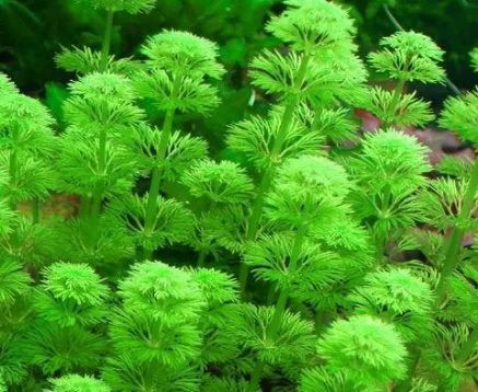 Limnophila sessiliflora 11 Kök