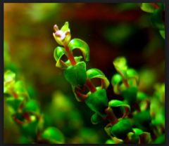 Rotala Sp Pearl 10 Kök