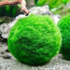 Moss Ball