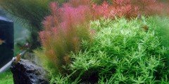 Rotala Rotundifolia (wallichii) 11 Kök