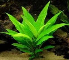 Hygrophila corymbosa (Limon)