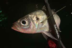 Daiwa Fish Holder 240 C Balık Tutma Grip