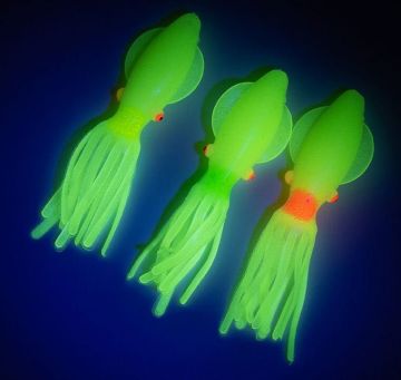 Solid squid 7cm 6pack