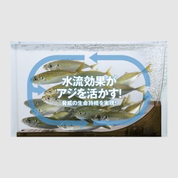 Meiho Ajikan Cyclone Canlı Balık Kovası