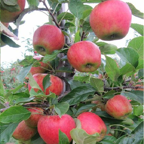 Amasya Elma Fidanı Tüplü 100-150 cm