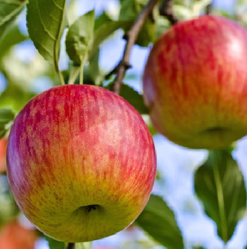 Yazlık Elma Fidanı Tüplü 100-150 cm