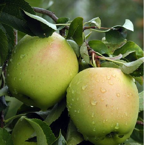 Golden Elma Fidanı Tüplü 100-150 cm